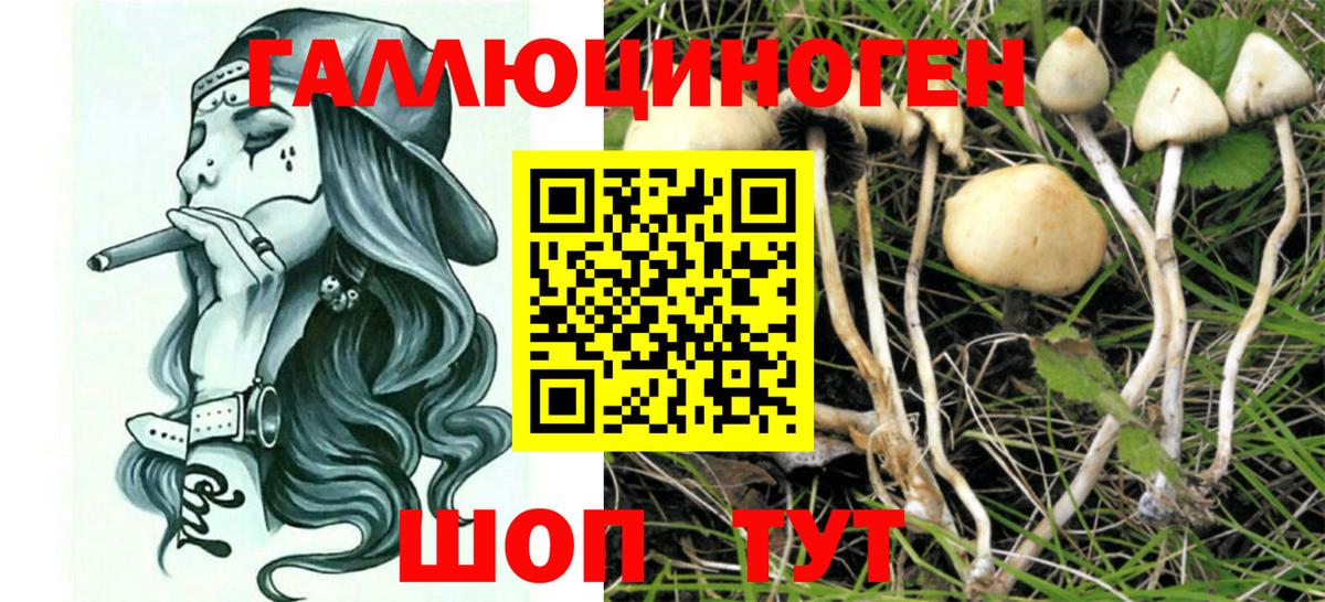 Галлюциногенные грибы Cubensis Берёзовский